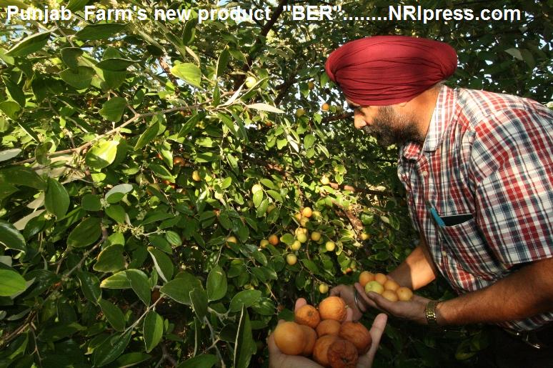 Punjab_Farm 056
